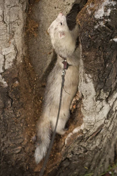 Ferret Enjoying Walking Exploring Tree Holes Winter Park — 图库照片