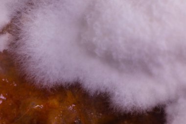 Konserve soslu yiyecekler üzerinde birkaç haftalık küfler gelişti.