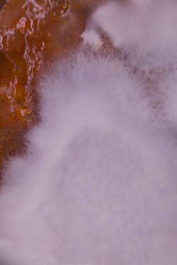 Konserve soslu yiyecekler üzerinde birkaç haftalık küfler gelişti.