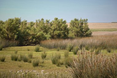 Hırvat kuş rezervasyonu ve sonbahar göçü sırasında mola