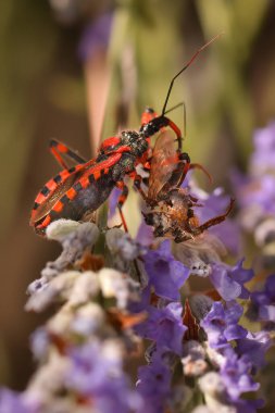 Suikastçı böcek Rhynocoris iracundus 'un makro resmi doğadaki bitki üzerinde.