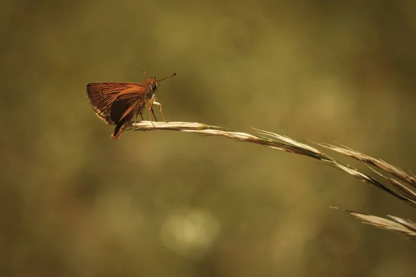Macro Photo Papillon Sur Plante Sur Nature Emplacement Croatie Europe — Photo