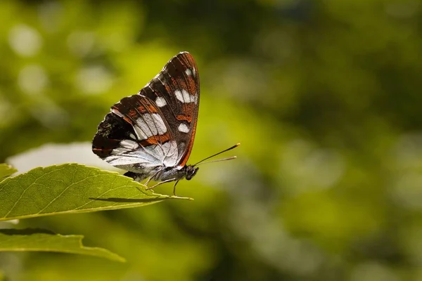 Macro Imagen Mariposa Limenitis Reducta Planta Ubicación Naturaleza Croacia Europa —  Fotos de Stock