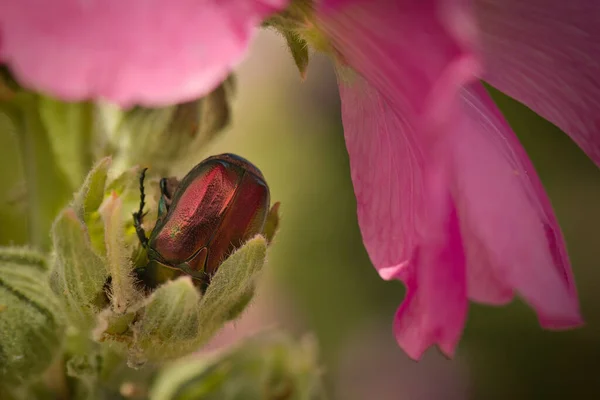 Macro Foto Del Escarabajo Protaetia Cuprea Planta Ubicación Naturaleza Croacia —  Fotos de Stock