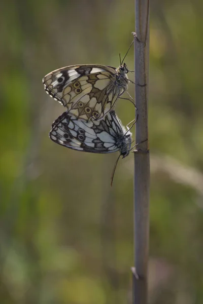 Macro Foto Reproducción Mariposas Planta Ubicación Natural Croacia Europa —  Fotos de Stock