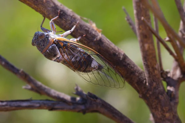 Makrobild Cicada Lyristes Plebejus Växt Natursköna Kroatien Europa — Stockfoto