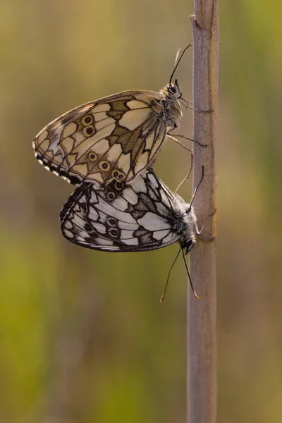 Macro Immagine Della Riproduzione Delle Farfalle Sulla Pianta Sulla Posizione — Foto Stock