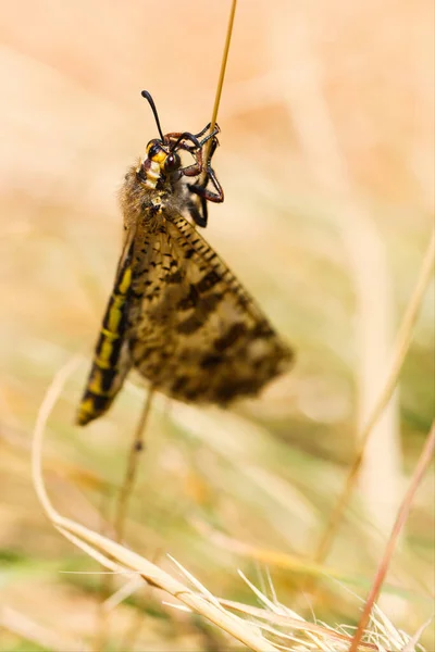 Makrobild Insekten Palpares Libelluloides Växt Naturens Plats Kroatien Europa — Stockfoto