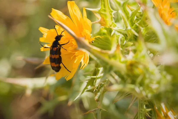 Hırvatistan Avrupa Nın Doğa Konumu Üzerindeki Bitki Üzerindeki Böcek Mylabris — Stok fotoğraf