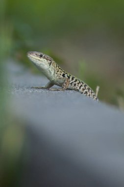 Vahşi kertenkele Lacerta, güneşli bir günde insan yazlığının yakınında.