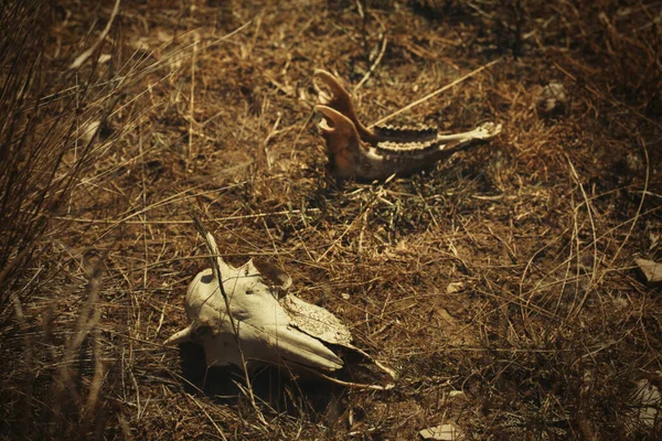 Bones Some Mammals Animals Found Outdoor Dried Grass Summer Nature — Stock Photo, Image