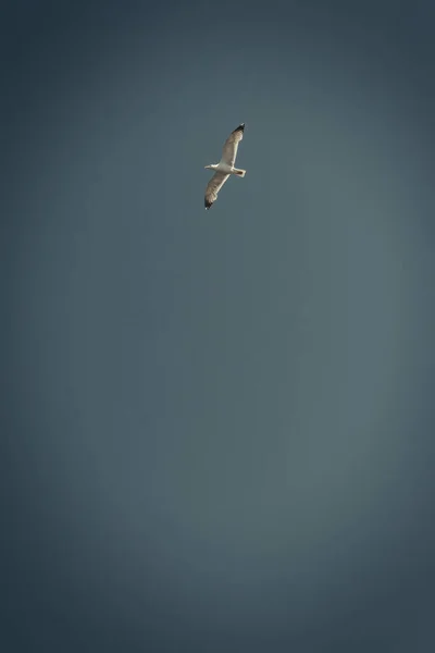 Wild Bird Gull Nature Searching Feeding Opportunity — Stock Photo, Image