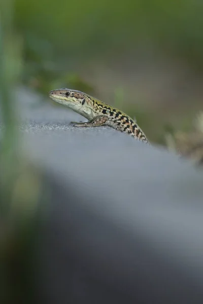 Wild Lizard Lacerta Agilis Human Summer House Sunny Day — Stock Photo, Image