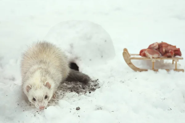 Ferret Female Outdoor Her Snow Igloo House Take Care Meat — Zdjęcie stockowe