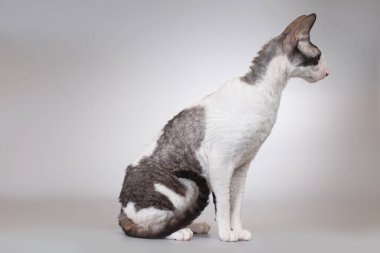 Cornish Rex cinsi arka planda poz veren yetişkin bir erkek kedi. 