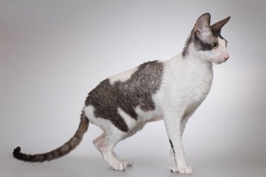 Cornish Rex cinsi arka planda poz veren yetişkin bir erkek kedi. 