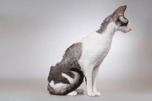 Erwachsene Männchen Von Cornish Rex Rasse Katze Posiert Auf Dem — Stockfoto