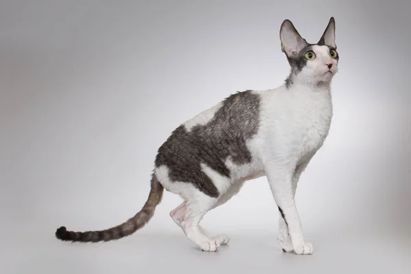 Erwachsene Männchen Von Cornish Rex Rasse Katze Posiert Auf Dem — Stockfoto