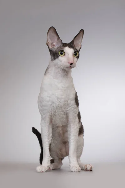 Adult Male Cornish Rex Breed Cat Posing Background — Stock Photo, Image