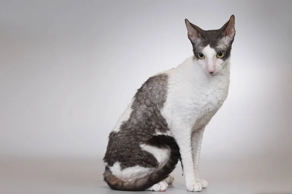 大人男性のコーニッシュRex品種猫Posing上の背景 — ストック写真
