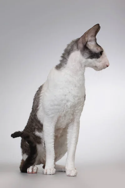 大人男性のコーニッシュRex品種猫Posing上の背景 — ストック写真