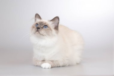 Birma kedi portresinin dört aylık yavru kedisi.