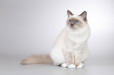 Birma kedi portresinin dört aylık yavru kedisi.