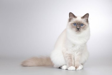 Birma kedi portresinin dört aylık yavru kedisi.