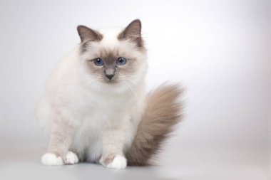 Birma kedi portresinin dört aylık yavru kedisi.