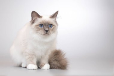 Birma kedi portresinin dört aylık yavru kedisi.