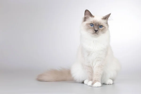 개월된 고양이 버마고양이 — 스톡 사진