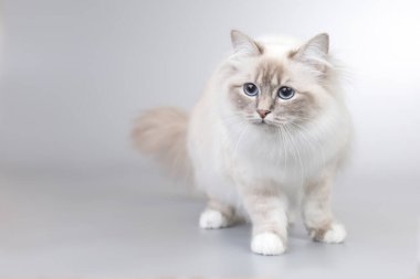 Stüdyoda arka planda Birma kedisinin kadın portresi