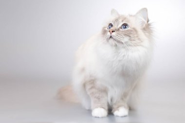 Stüdyoda arka planda Birma kedisinin kadın portresi