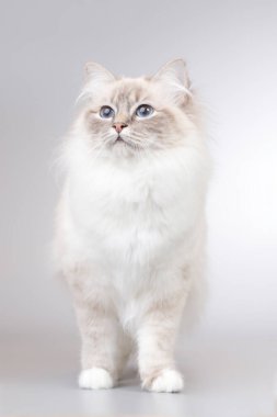 Stüdyoda arka planda Birma kedisinin kadın portresi