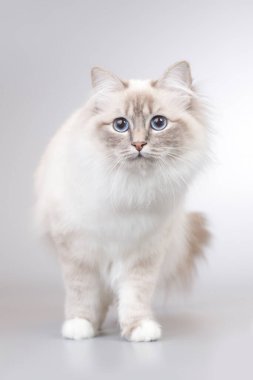 Stüdyoda arka planda Birma kedisinin kadın portresi