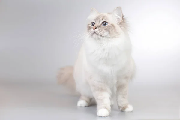 화면에 보이는 비르마 고양이의 — 스톡 사진