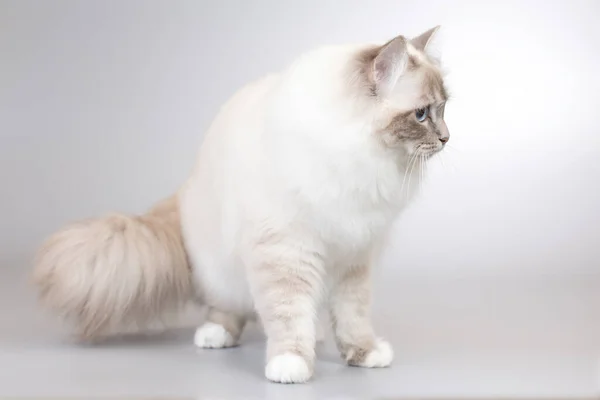 화면에 보이는 비르마 고양이의 — 스톡 사진