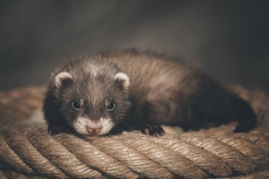 Esmer samur, beş haftalık gelincik bebek kenevir ipinde portre için poz veriyor.