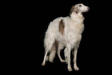 Rus tazı Borzoi köpeği. Stüdyoda portre için kalıyormuş gibi poz veriyor.