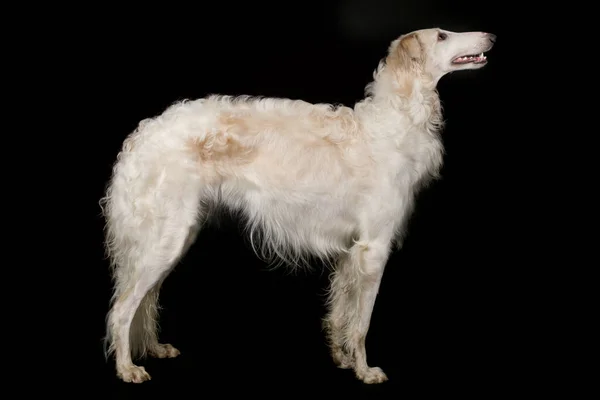 Rus Tazı Borzoi Köpeği Stüdyoda Portre Için Kalıyormuş Gibi Poz — Stok fotoğraf
