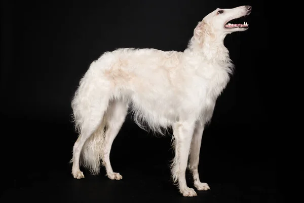 Russian Greyhound Borzoi Dog Posing Staying Portrait Studio — Stock Photo, Image