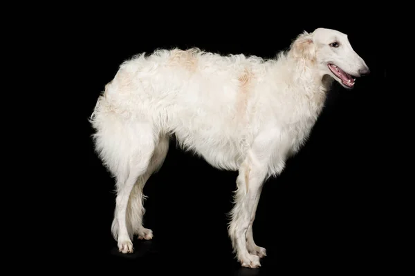 Russian Greyhound Borzoi Dog Posing Staying Portrait Studio — Stock Photo, Image