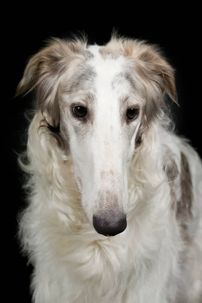 Stüdyoda Portre Için Poz Veren Rus Tazı Borzoi Köpeğinin Detayları — Stok fotoğraf