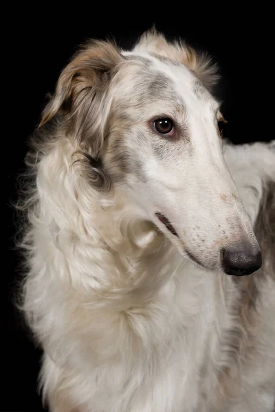 Detail Des Russischen Windhund Barsoi Hundes Posiert Für Porträt Studio — Stockfoto