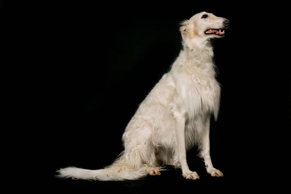 Russian Greyhound Borzoi Dog Posing Sitting Portrait Studio — Stock Photo, Image