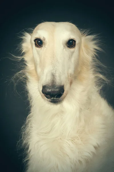 Detail Des Russischen Windhund Barsoi Hundes Posiert Für Porträt Studio — Stockfoto