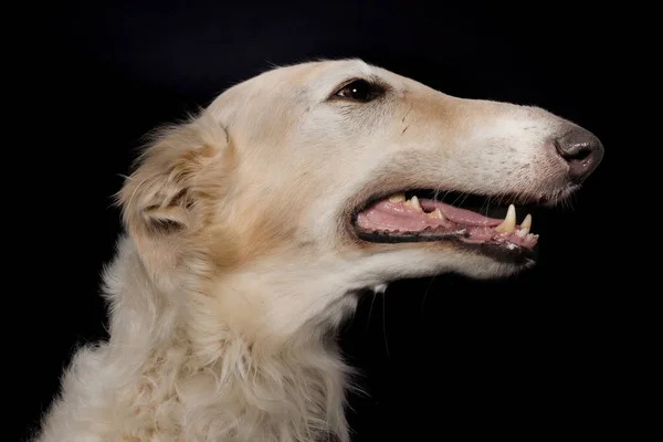 Stüdyoda Portre Için Poz Veren Rus Tazı Borzoi Köpeğinin Detayları — Stok fotoğraf