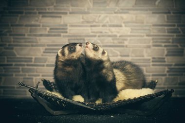 Birkaç dağ gelinciği stüdyoda portre için poz veriyor.