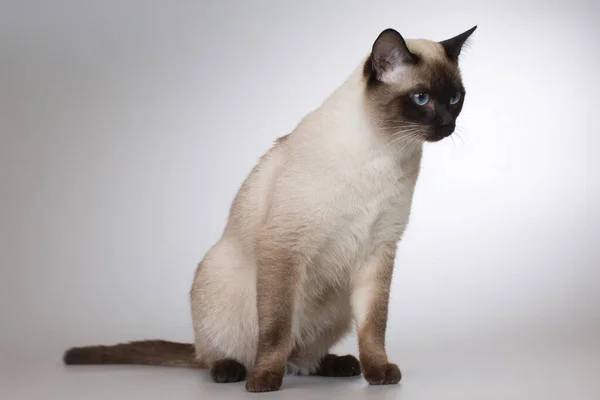 Schön Erwachsen Männlich Thailändisch Katze Posiert Auf Hintergrund Studio — Stockfoto