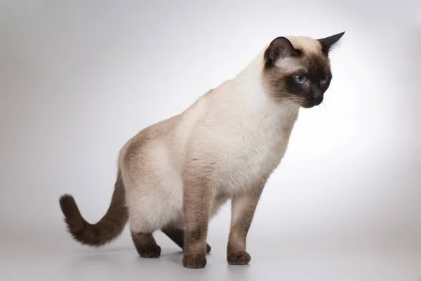 Schön Erwachsen Männlich Thailändisch Katze Posiert Auf Hintergrund Studio — Stockfoto